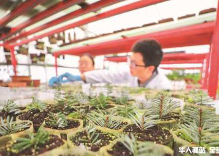 梵净山冷杉成功繁育上千株