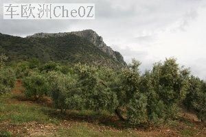 西班牙橄榄.jpg